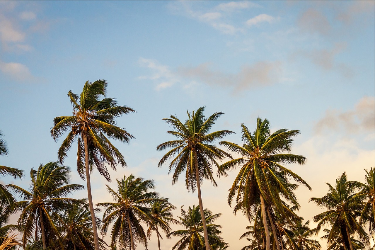 palm, trees, leaves