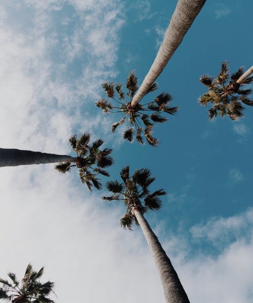 palm trees, perspective, sky